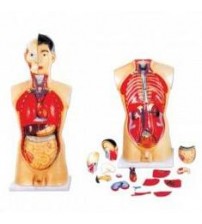 MODEL OF HUMAN TORSO MALE 85CMS WITH HARD ORGANS (18 PARTS)